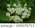 咲き始めの白いガクアジサイ 105670713
