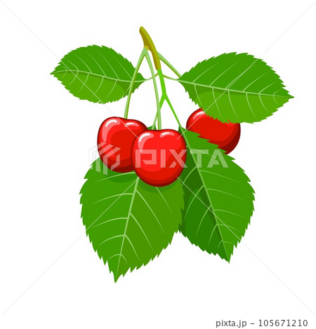 Ripe cherry fruits on branch 105671210