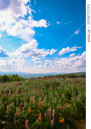 麓郷展望台の風景　 105671353