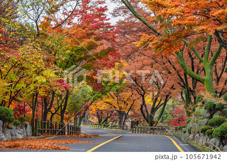 Seoul South Korea, city skyline at street to Namsan Mountain in autumn Seoul South Korea, city skyline at street to Namsan Mountain in autumn 105671942