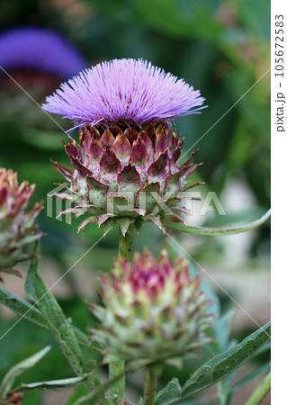 Purple cardoon flower in close up Purple cardoon flower in close up 105672583