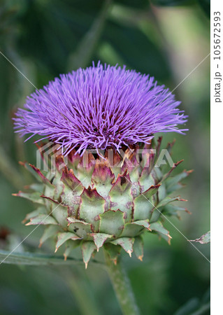 Purple cardoon flower in close up 105672593