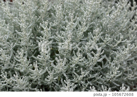Cotton lavender plant with silver grey foliage 105672608