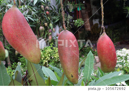 mango on tree in farm for harvest mango on tree in farm for harvest 105672692