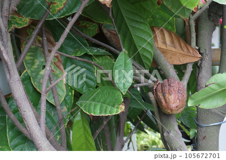 trinitario cocoa on tree on farm for harvest trinitario cocoa on tree on farm for harvest 105672701