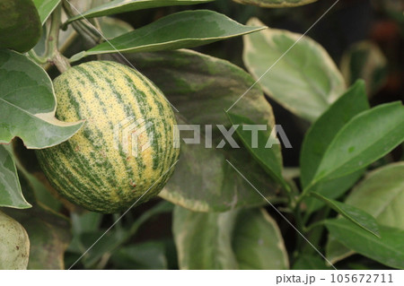 Variegated pink lemon fruit on tree in farm 105672711