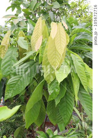 trinitario cocoa tree plant on farm trinitario cocoa tree plant on farm 105672716