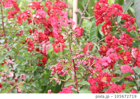 for harvest are cash crops 105672719