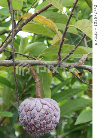 Sugar Apple on tree in farm 105672742
