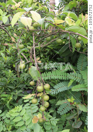 Ziziphus budhensis also called Buddha Chitta beads tree 105672752