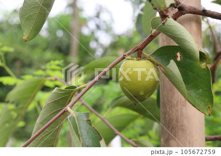 raw persimmon on tree in farm 105672759