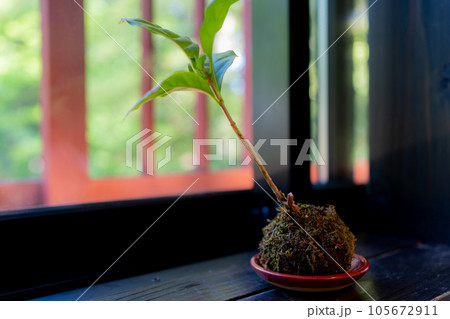 金沢城公園の近くにあるカフェの窓際 105672911