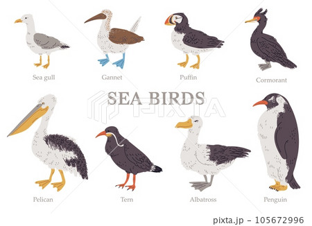 Set of vector illustrations of sea birds with titles in hand drawn design style, isolated on white background 105672996