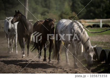 beautiful horses in a stud farm beautiful horses in a stud farm 105673358