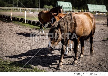 beautiful horses in a stud farm beautiful horses in a stud farm 105673368