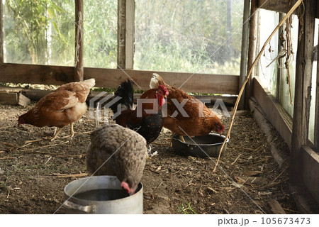 Domestic chickens in the coop. Red chicken. 105673473