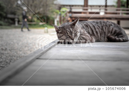 梅宮大社の初秋、人気の看板猫、ツキの眠る木製ベンチ 105674006