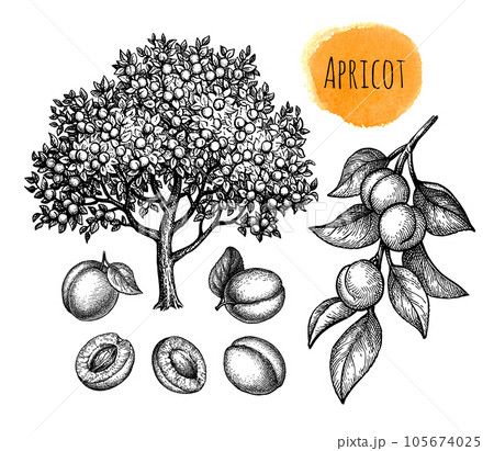Apricot tree, fruits and branch. 105674025