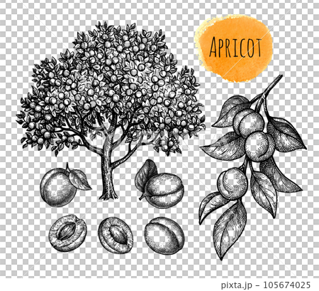 Apricot tree, fruits and branch. 105674025