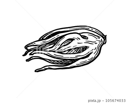 Mace spice ink sketch. Mace spice ink sketch. 105674033