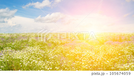 Field of chamomile and bright sun on blue sky. Wide photo. 105674059