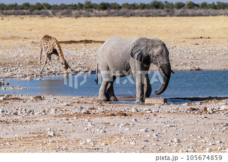 African Elephant drinking at a waterhole 105674859