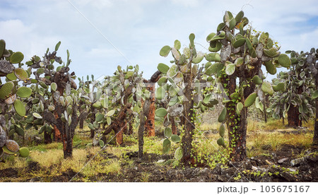 Giant opuntia (Opuntia galapageia) on Santa Cruz Island, Galapagos National Park, Ecuador. Giant opuntia (Opuntia galapageia) on Santa Cruz Island, Galapagos National Park, Ecuador. 105675167