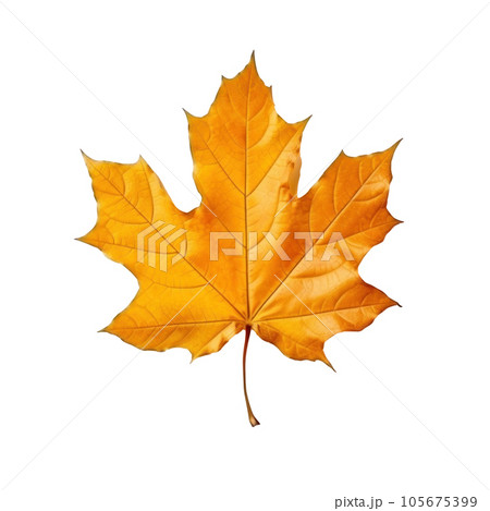 Autumn falling leaf isolated 105675399
