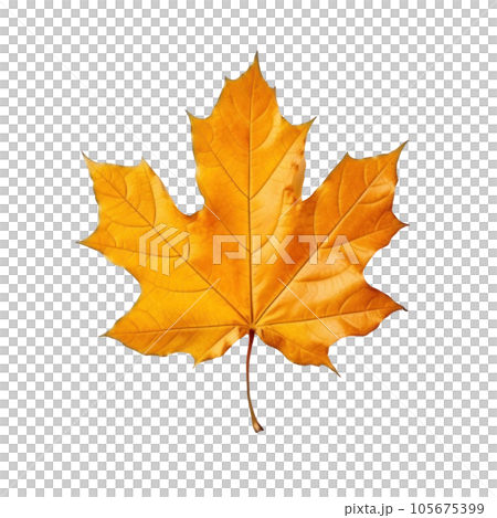 Autumn falling leaf isolated 105675399