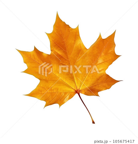 Autumn falling leaf isolated 105675417