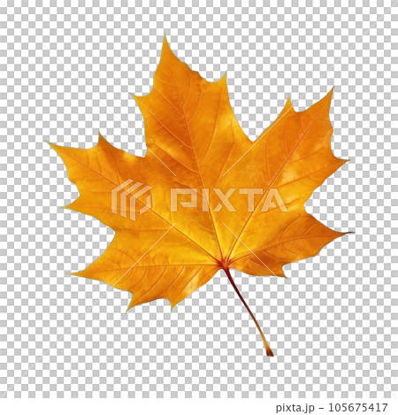 Autumn falling leaf isolated 105675417