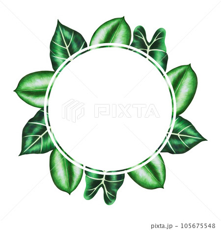 Watercolor frame and logo with realistic tropical leafs. Illustration of monstera, caladium, alocasia ficus leafs isolated on white background. Beautiful botanical hand painted floral elements. For Watercolor frame and logo with realistic tropical leafs. Illustration of monstera, caladium, alocasia ficus leafs isolated on white background. Beautiful botanical hand painted floral elements. For 105675548