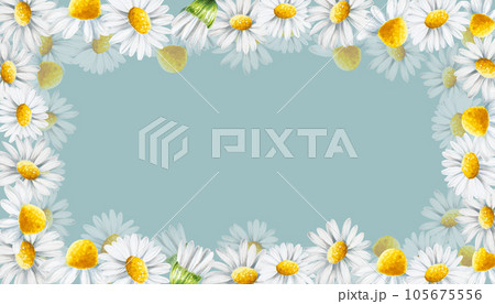 Watercolor white daisy flowers frame isolated. Chamomile. Beauty products and botany set, cosmetology and medicine. For designers, spa decoration, postcards, wrapping paper, scrapbooking, covers, Watercolor white daisy flowers frame isolated. Chamomile. Beauty products and botany set, cosmetology and medicine. For designers, spa decoration, postcards, wrapping paper, scrapbooking, covers, 105675556