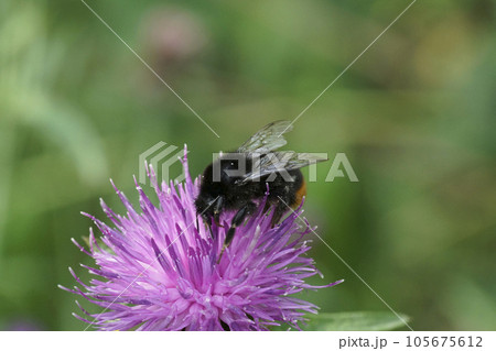 Closeup on a red-tailed bumblebee, Bombus lapidarius on a purple knapweed flower Closeup on a red-tailed bumblebee, Bombus lapidarius on a purple knapweed flower 105675612