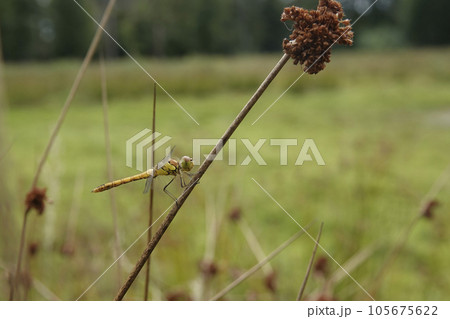 Closeup on a young yellow, un-colored male common darter dragonfly Sympetrum striolatum perched in the vegetation Closeup on a young yellow, un-colored male common darter dragonfly Sympetrum striolatum perched in the vegetation 105675622