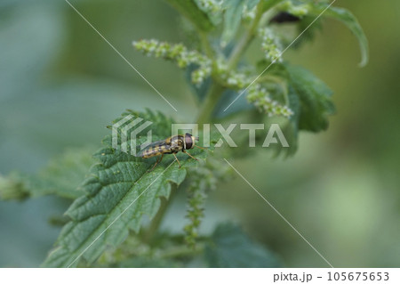 Closeup n the common European Migrant hoverfly, Eupeodes corollae sitting on a nettle leaf Closeup n the common European Migrant hoverfly, Eupeodes corollae sitting on a nettle leaf 105675653