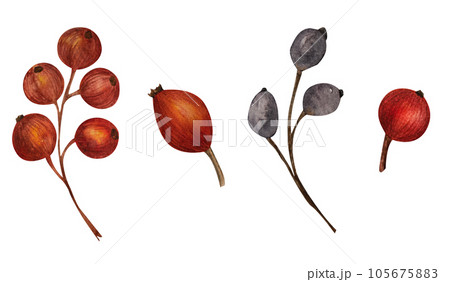 Watercolor red berries set, autumn fruits illustration. Berries of viburnum, wild rose, black ash, isolated objects for decoration of your design projects and promotions for thanksgiving day. 105675883