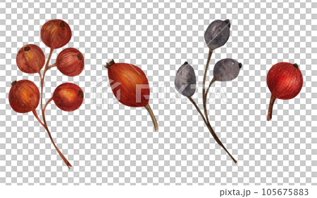 Watercolor red berries set, autumn fruits illustration. Berries of viburnum, wild rose, black ash, isolated objects for decoration of your design projects and promotions for thanksgiving day. 105675883
