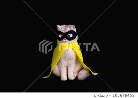 white cat in a black mask and yellow cape sits on black background, looking down 105676458