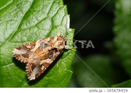 ハスモンヨトウ 105676459