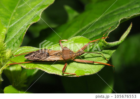 オオトビサシガメ 105676553