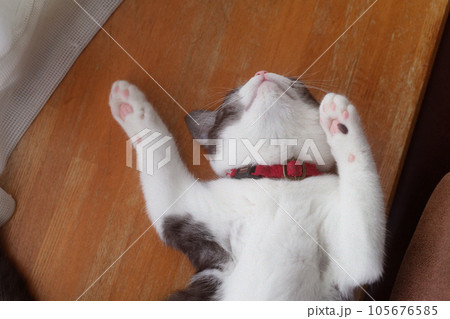 仰向けで寝る猫 仰向けで寝る猫 105676585