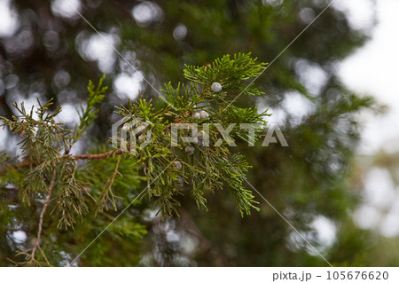 Fruits of a Chinese juniper Fruits of a Chinese juniper 105676620