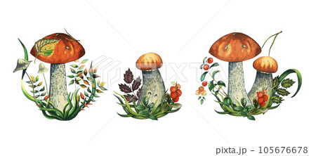 Set of three compositions with watercolour wild forest leccinum aurantiacum red edible mushroom with leaves, toadstools, blueberry branch, cranberry, lingonberry, grass and pine needle. Isolated hand Set of three compositions with watercolour wild forest leccinum aurantiacum red edible mushroom with leaves, toadstools, blueberry branch, cranberry, lingonberry, grass and pine needle. Isolated hand 105676678