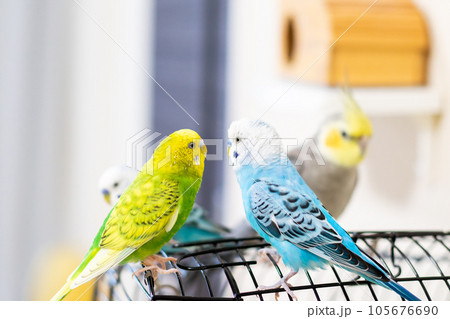 【ペット】籠の上で遊ぶセキセイインコとオカメインコ 105676690