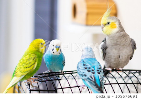 【ペット】籠の上で遊ぶセキセイインコとオカメインコ 105676691