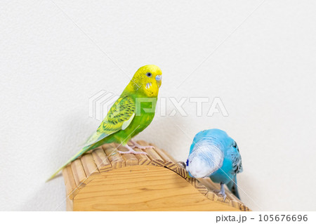 【ペット】小屋の上で遊ぶセキセイインコ 105676696