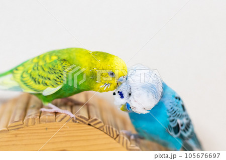 【ペット】小屋の上で遊ぶセキセイインコ 105676697