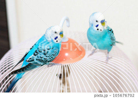 【ペット】籠の上で様子を見るセキセイインコ 105676702