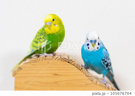 【ペット】小屋の上で遊ぶセキセイインコ 【ペット】小屋の上で遊ぶセキセイインコ 105676704